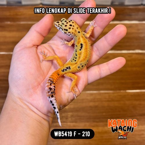 WB5419 F