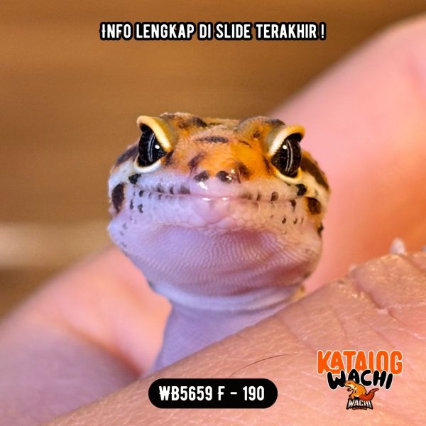 WB5659 F | Cakep Cuy ☄️