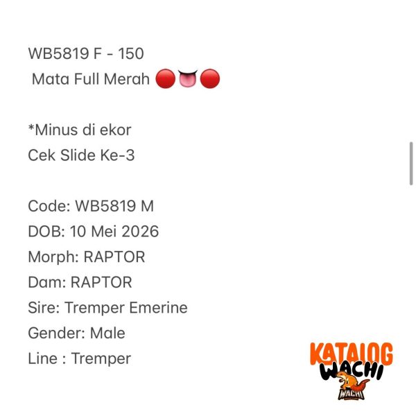 WB5819 F | Mata Full Merah 🔴👅🔴