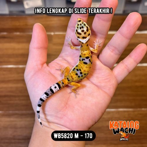 WB5820 M | Ada Ijo2nya 🫒