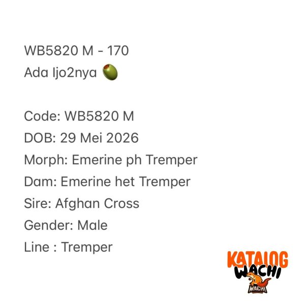 WB5820 M | Ada Ijo2nya 🫒