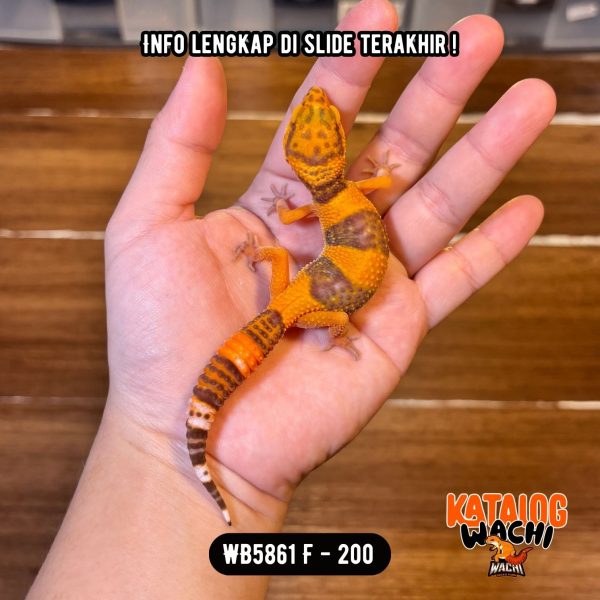 WB5861 F