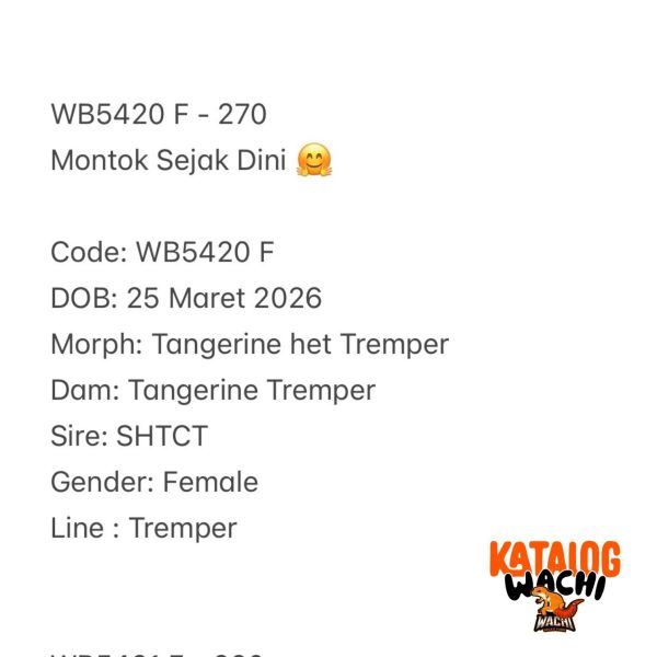 WB5420 F | Montok Sejak Dini 🤗