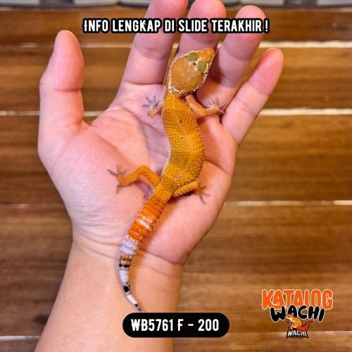 WB5761 F | Es Jeruk 🍊