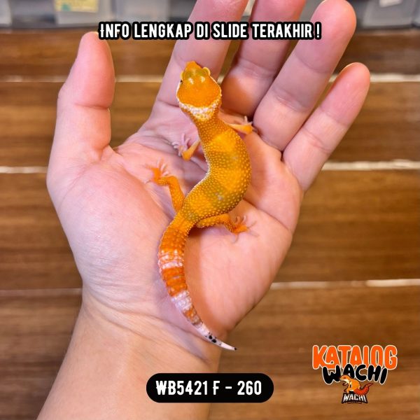 WB5421 F | Es Jeruk Classic 🍊👌🏻