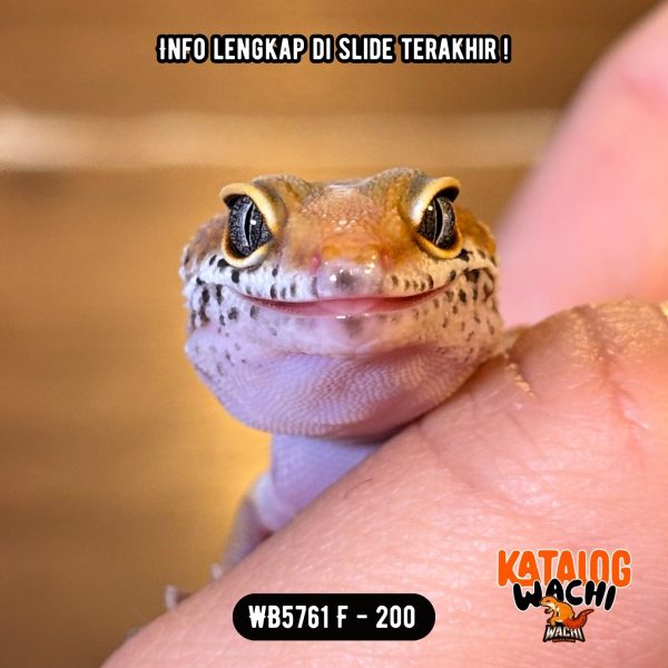 WB5761 F | Es Jeruk 🍊