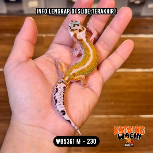 WB5361 M | Warnanya Unik 🤍🧡💚