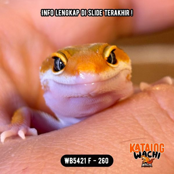 WB5421 F | Es Jeruk Classic 🍊👌🏻