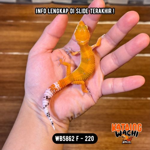 WB5862 F | Es Jeruk 🍊