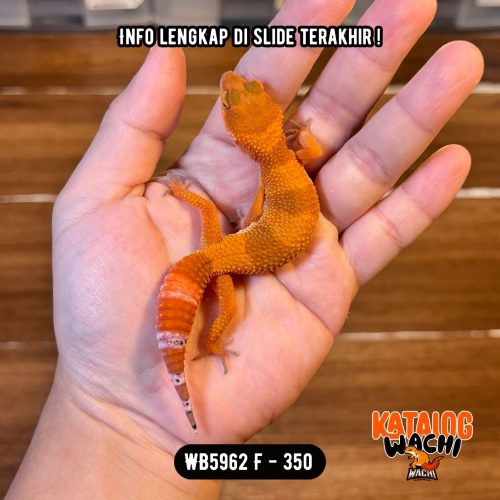 65 WB5962 F | Es Jeruk 🍊