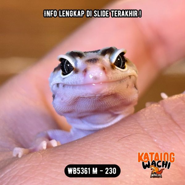 WB5361 M | Warnanya Unik 🤍🧡💚