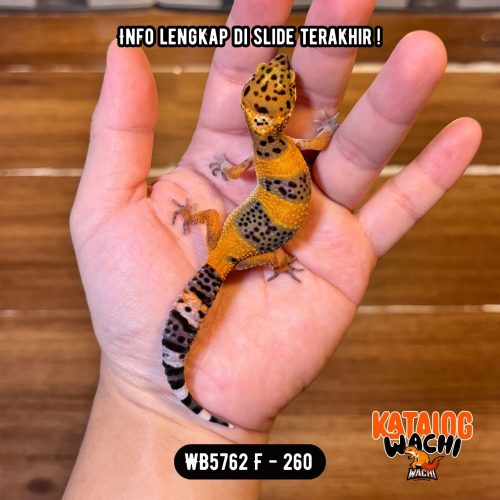 WB5762 F | Es Jeruk Keren 😎🍊