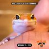 WB5862 F | Es Jeruk 🍊
