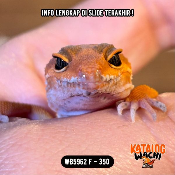 WB5962 F | Es Jeruk 🍊