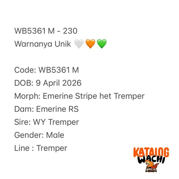WB5361 M | Warnanya Unik 🤍🧡💚