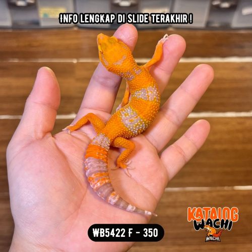 WB5422 F | Jeruk Cakep 🍊🔥