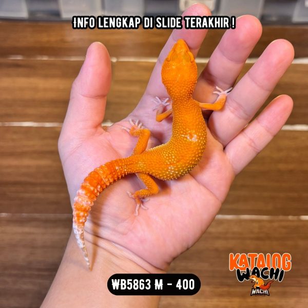 WB5863 M | Jeruk Pedas 🍊🥵