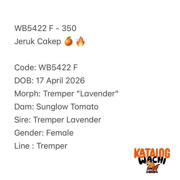 WB5422 F | Jeruk Cakep 🍊🔥