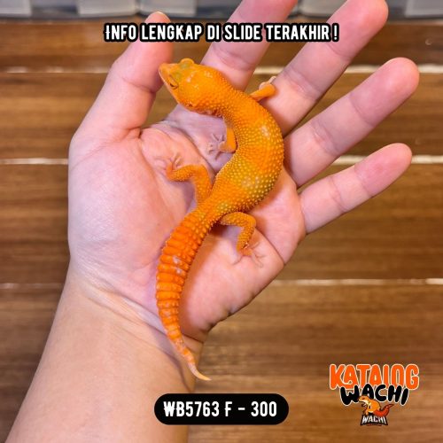 WB5763 F | Full Oyen 🧡, Cosplay Charizard 🔥