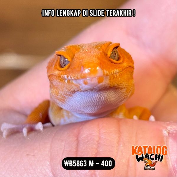 WB5863 M | Jeruk Pedas 🍊🥵