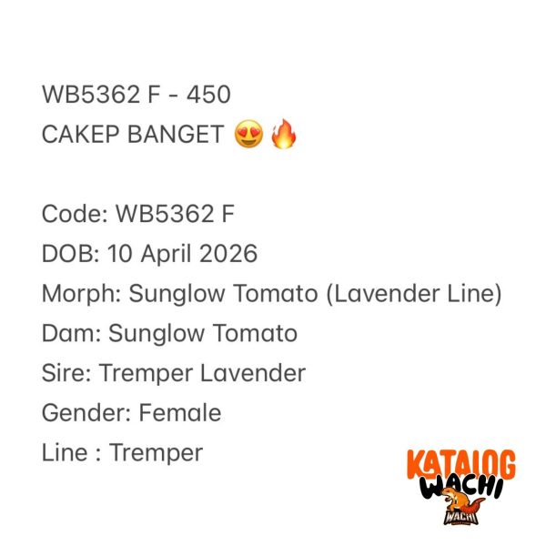 WB5362 F | CAKEP BANGET 😍🔥