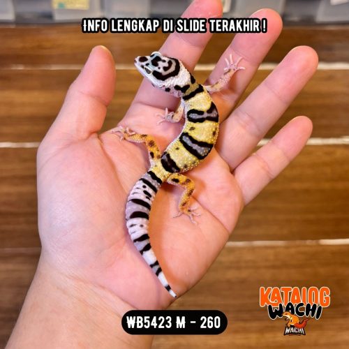 WB5423 M | Pattern Tebal 😎👊🏻