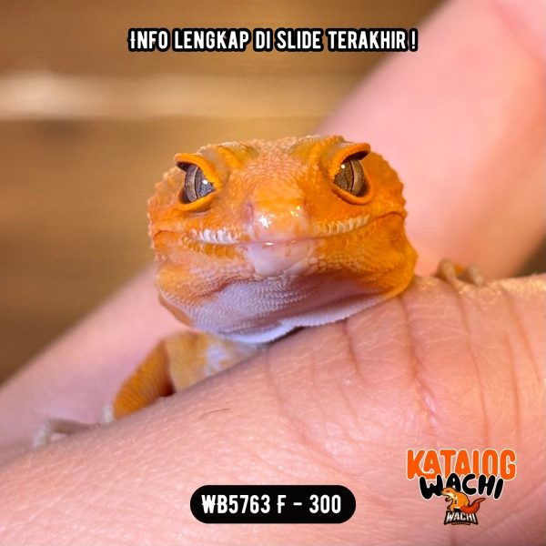 WB5763 F | Full Oyen 🧡, Cosplay Charizard 🔥