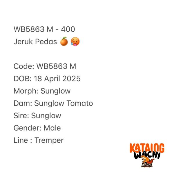 WB5863 M | Jeruk Pedas 🍊🥵
