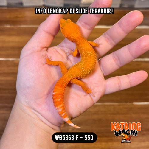WB5363 F | Warna MENCOLOK 🥵🔥