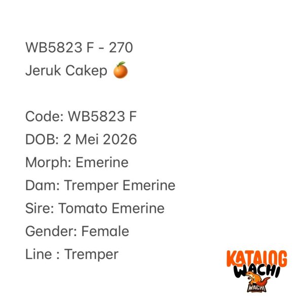WB5823 F | Jeruk Cakep 🍊
