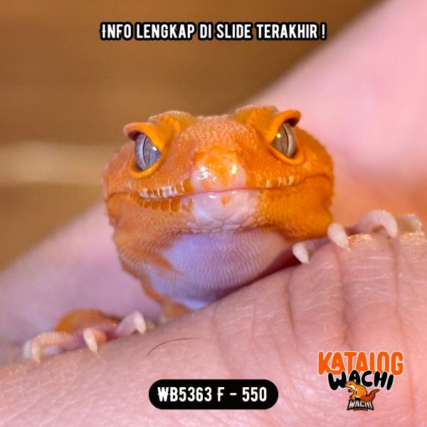 WB5363 F | Warna MENCOLOK 🥵🔥