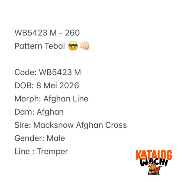 WB5423 M | Pattern Tebal 😎👊🏻