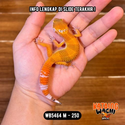 WB5464 M | Es Jeruk 🍊