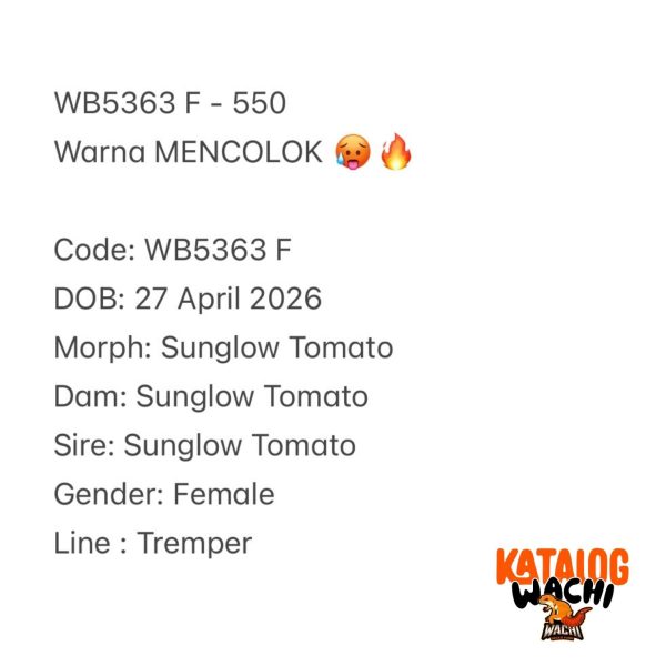 WB5363 F | Warna MENCOLOK 🥵🔥