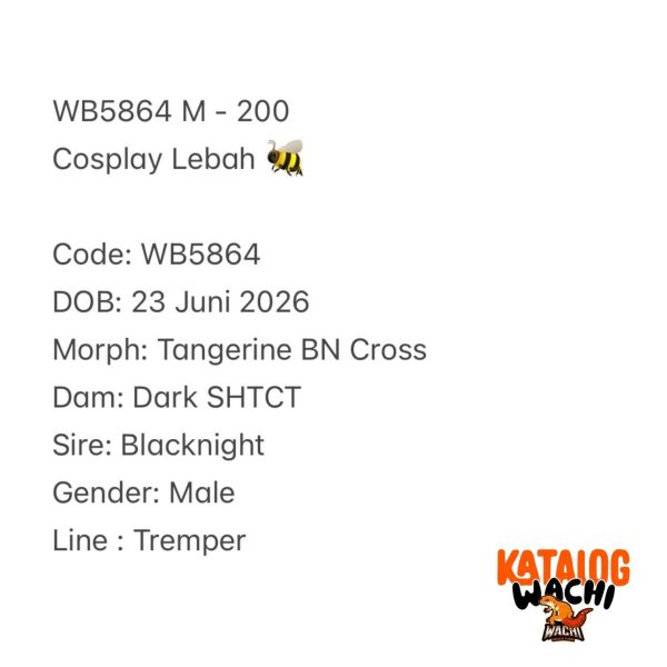 WB5864 M | Cosplay Lebah 🐝