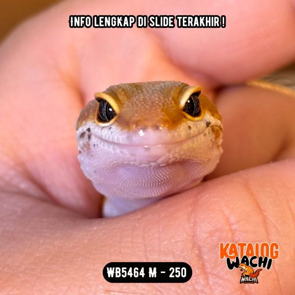 WB5464 M | Es Jeruk 🍊
