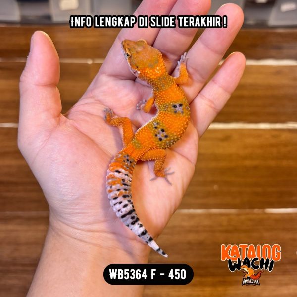 WB5364 F | Orennya BEDA 🤯🔥