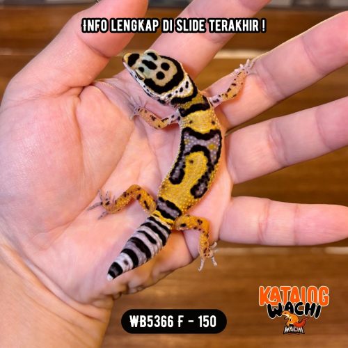 WB5366 F | Unik, Berkumis 🥸
