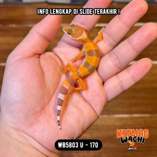 WB5803 U | Baby Jeruk Cakep 🍊🔥