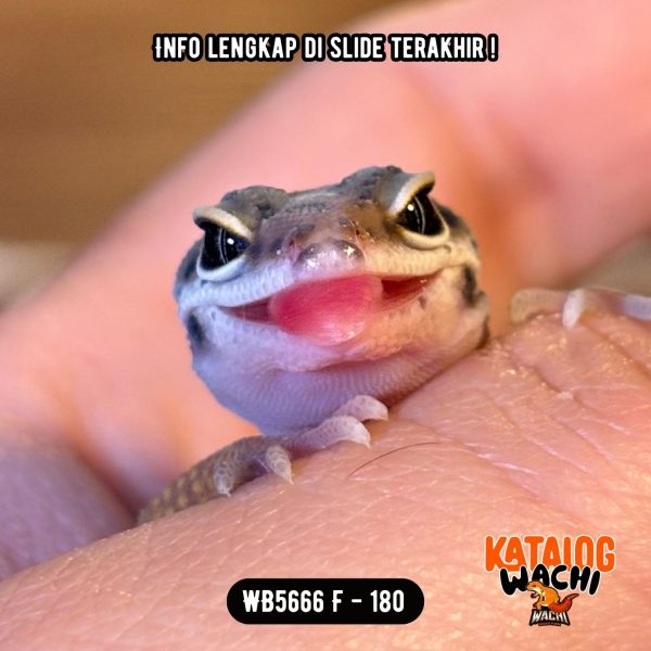 WB5666 F