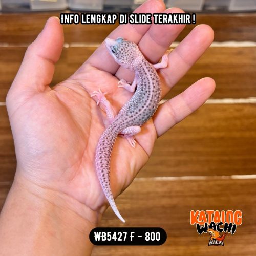 WB5427 F | Si Paling Senyum 🥹 Mata Full Hitam ⚫️👅⚫️