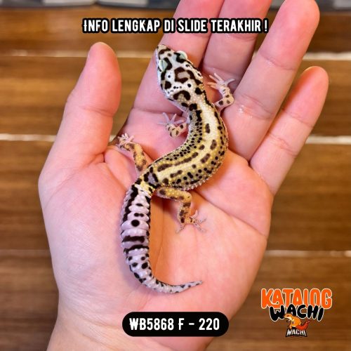 WB5868 F | Jalan Tol Unik 🤩 Berkumis 🥸