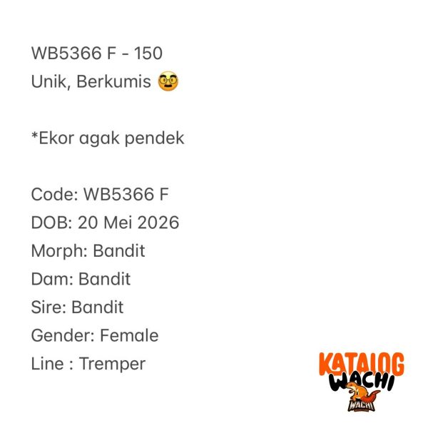 WB5366 F | Unik, Berkumis 🥸