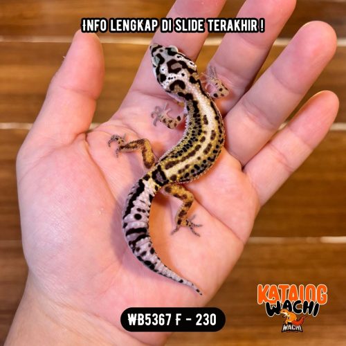 WB5367 F | Jalan Tol Unik 🤩 Berkumis 🥸