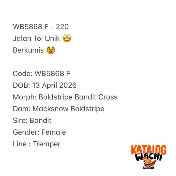 WB5868 F | Jalan Tol Unik 🤩 Berkumis 🥸