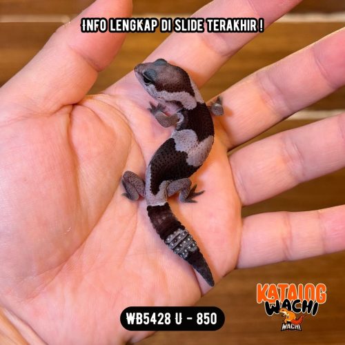 WB5428 U | OREOOOOO 🖤🤍