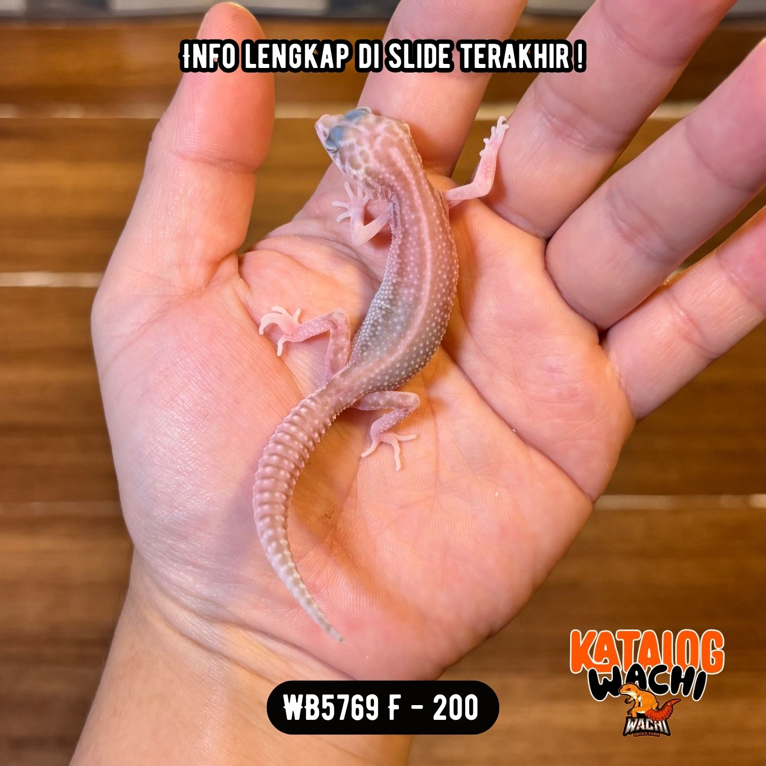 WB5769 F | Senyum2 Versi Albino 😍 Mata Full Merah 🔴👅🔴