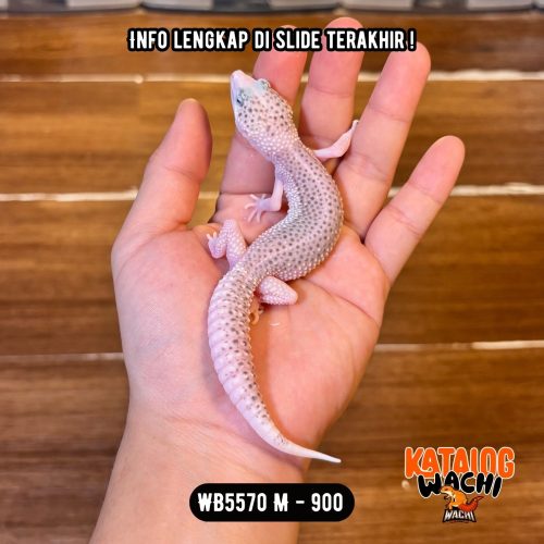 WB5570 M | Si Paling Senyum 🥹 Mata Full Hitam ⚫️👅⚫️
