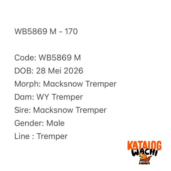 WB5870 M | Si Paling Senyum 🤗 Mata Full Hitam ⚫️👅⚫️