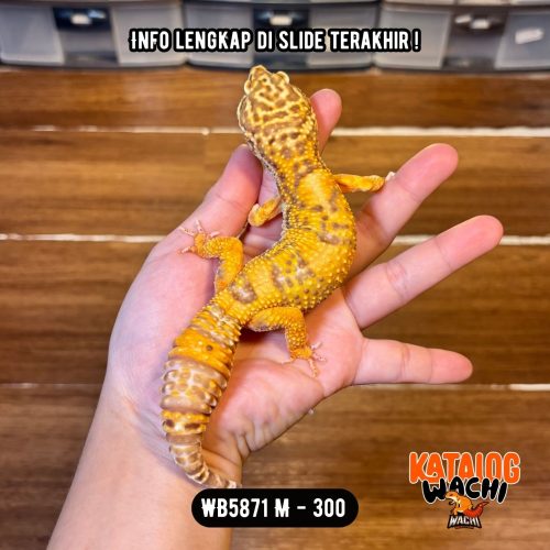 WB5871 M | Unik & RARE, Jarinya 6 🤯